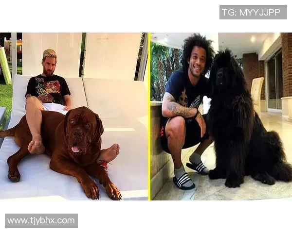 足球明星的宠物实力揭秘它们在场外的独特魅力与惊人技能